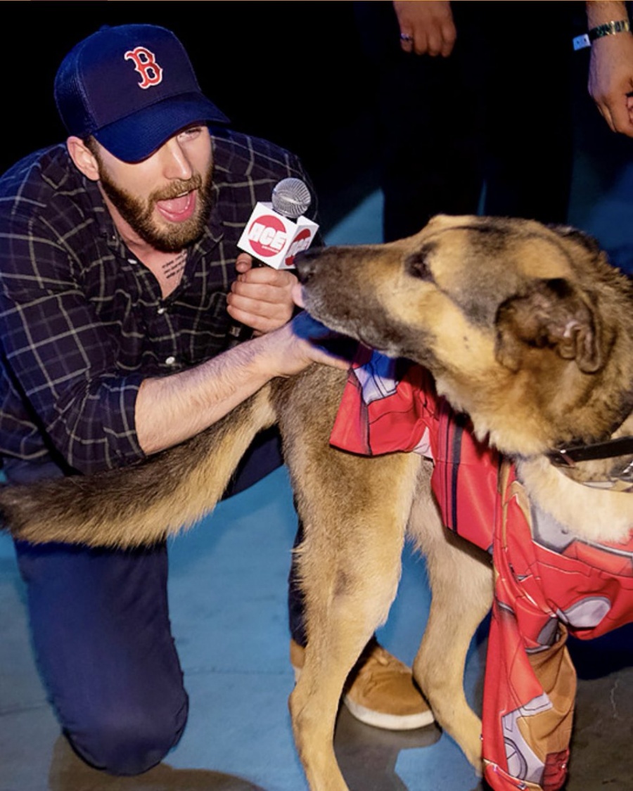 Chris Evans interrumpe su panel de la Comic Con para acariciar a un can