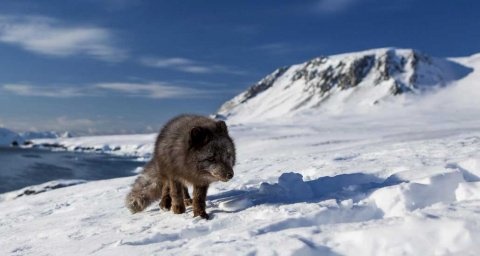 Zorro ártico camina 3.500 km desde Noruega hasta Canadá