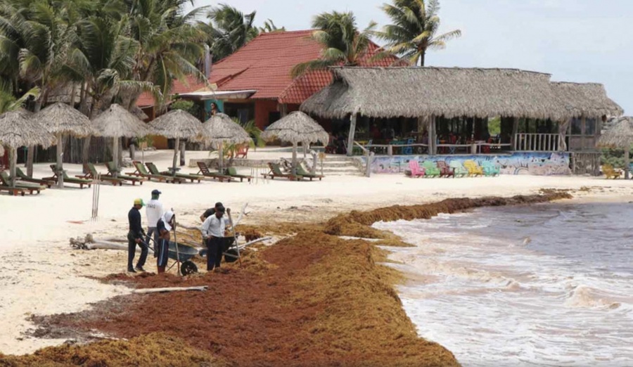 Sargazo arriba a playas de Veracruz