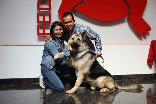 Adopta a uno de los 28 héroes caninos que serán jubilados