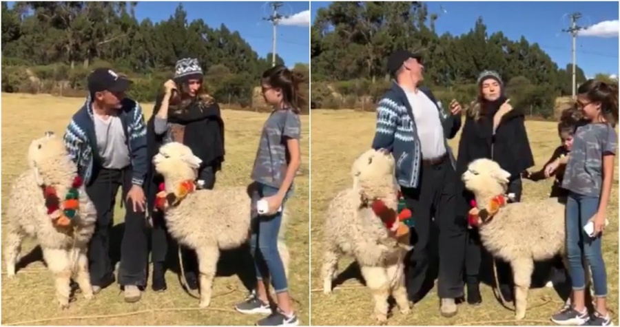 Una alpaca le escupe a Sergio Mayer en sus vacaciones en Perú