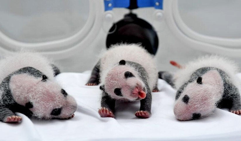 Nacen dos pares gemelos de panda en zoológico de China
