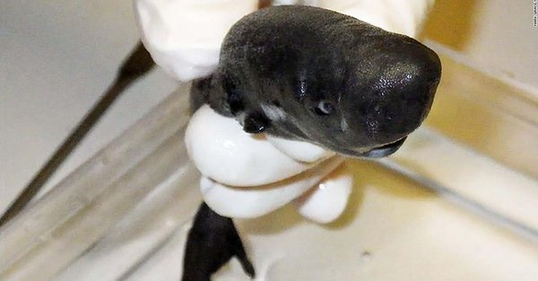 Descubren nueva especie de tiburón que brilla en la oscuridad