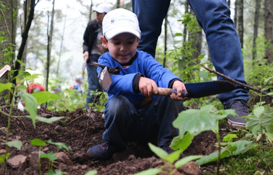 Reforestan con 15 mil árboles Santuario de la Mariposa Monarca