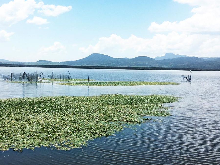 Recupera IPN el último humedal del Valle de México