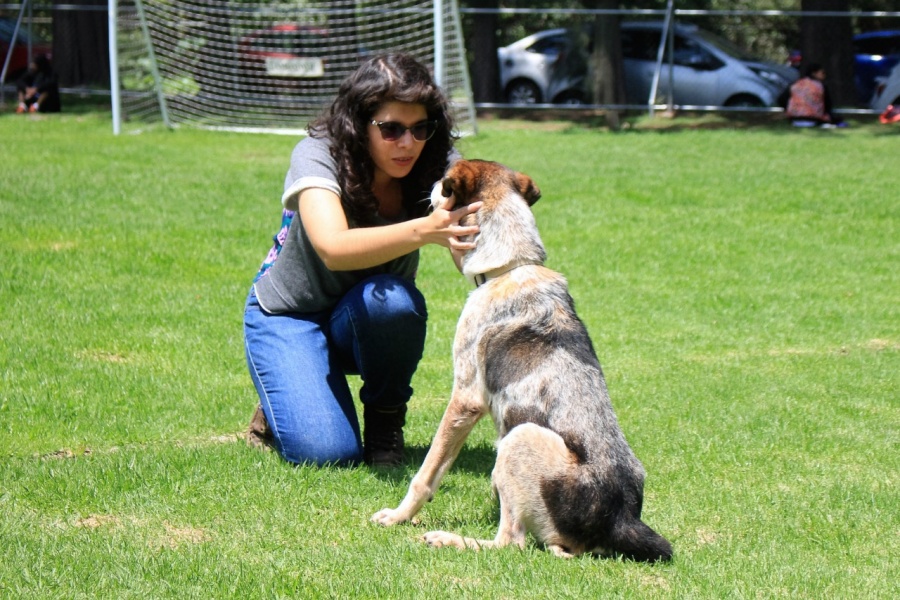 Brigada Animal exhorta a adoptar animales de compañía