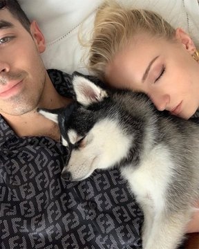 Sophie Turner y Joe Jonas se hacen un tatuaje de su perro Waldo Picasso