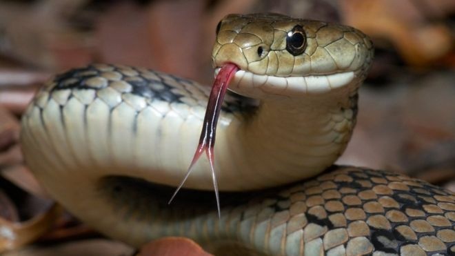 Hombre muerde a una serpiente para defenderse