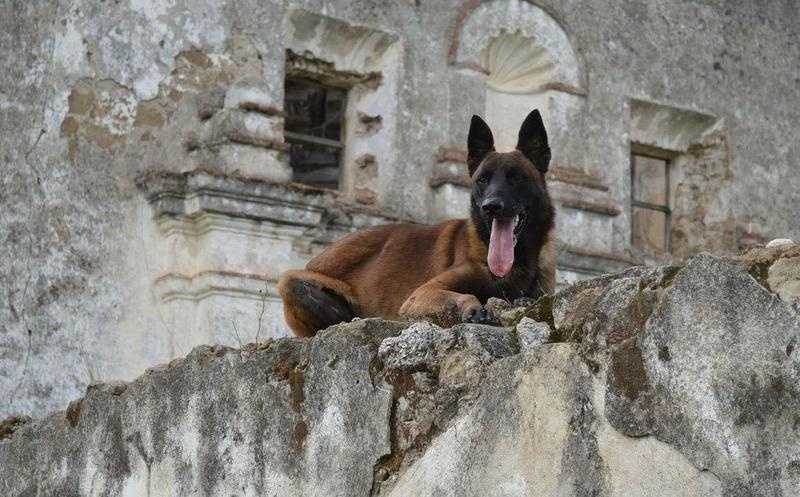 Muere Chichí, perro rescatista en los sismos del 19S