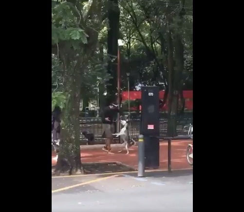 Captan a entrenador de perros asfixiando a un Husky en el Parque México