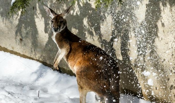 Canguros disfrutan de saltar en la nieve en Australia