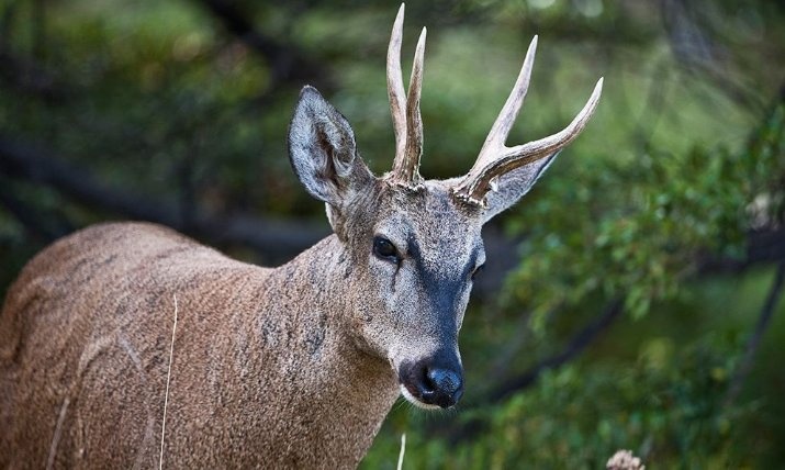 Reserva en Chile rescata ciervo austral en peligro de extinción