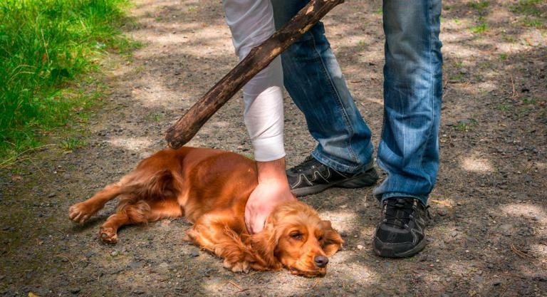 Buscan tipificar como delito el maltrato animal en todo el país