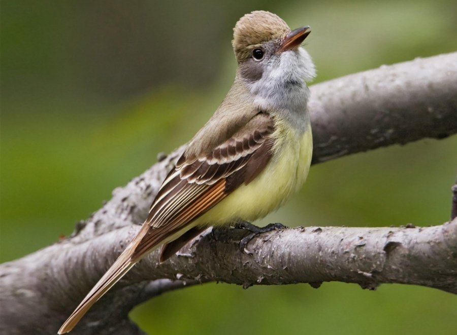 Descubren 19 especies de aves en Área Natural Protegida de la CDMX