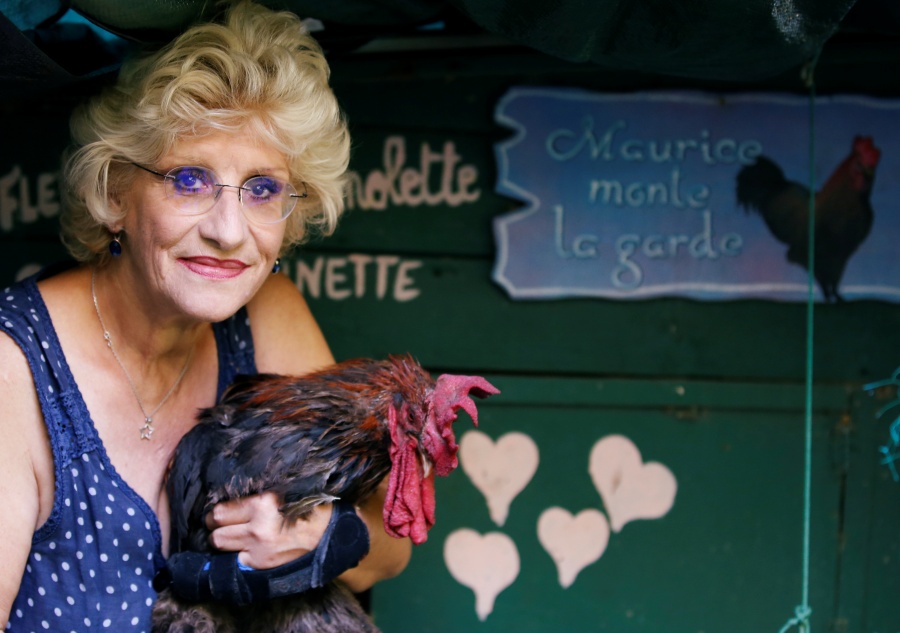Gana el gallo Maurice en un tribunal su derecho a cacaraquear desde muy temprano