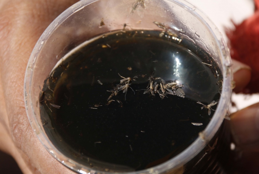 Veracruz, a la cabeza en casos de dengue; suman 3 mil este año