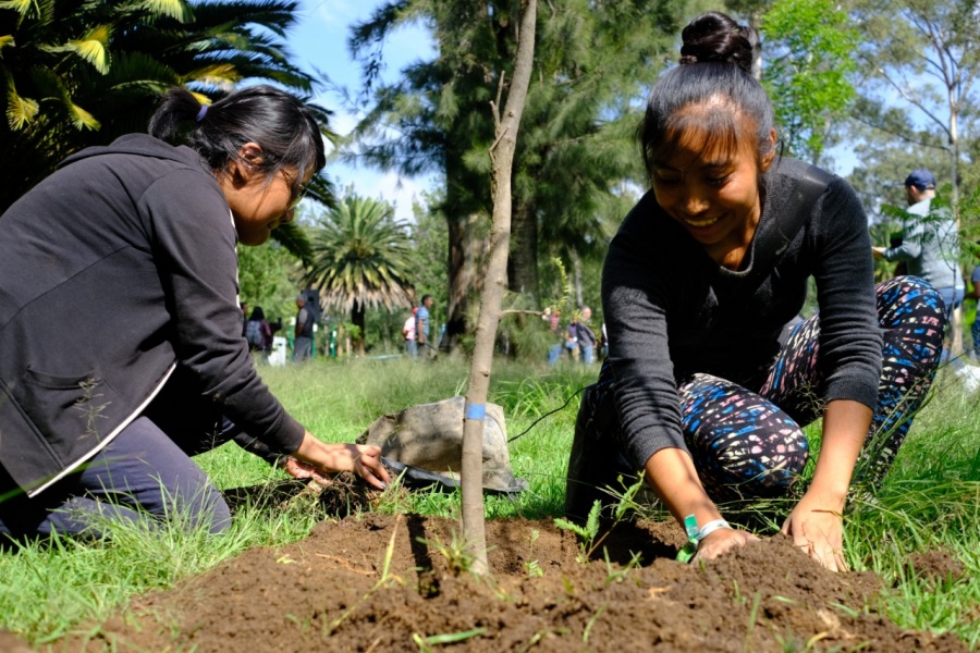 Plantan más de 2.5 millones de árboles en CDMX