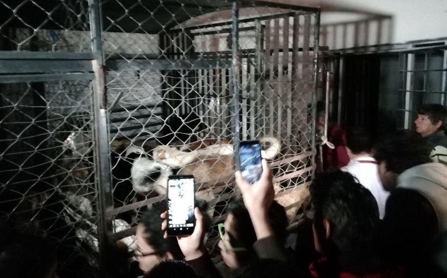 Detienen a mujer que refrigeraba perros de los vecinos