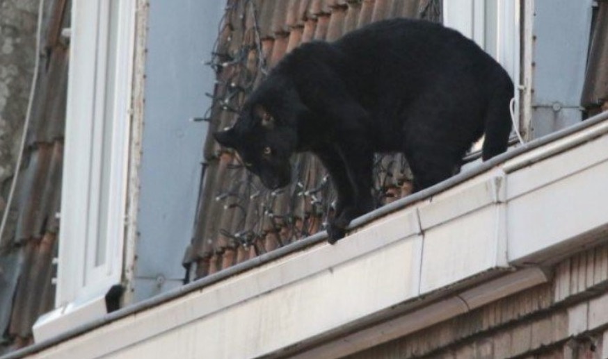 Roban una pantera tras ser capturada merodeando en tejados de Francia