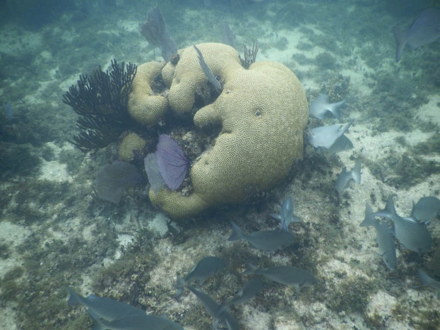 La nuestra, la última generación que pudo ver los arrecifes en Cozumel