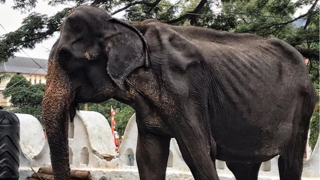 Pese a intentos por salvarla, muere la elefante Tikiri