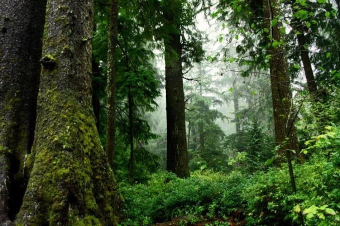 Nueva asociación protegerá a bosques