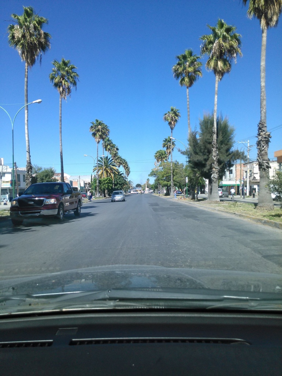 Denuncia PVEM ecocidio contra emblemáticas palmeras en San Luis Potosí