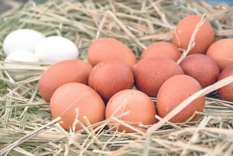 México es cuarto productor de huevo
