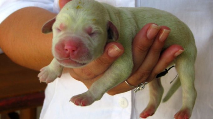 Nace en Estados Unidos un perro gran danés color verde