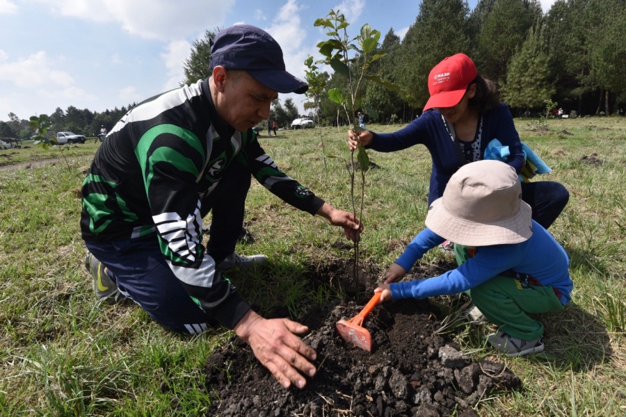 Científicos ponen en duda que reforestación sea el remedio ante el cambio climático