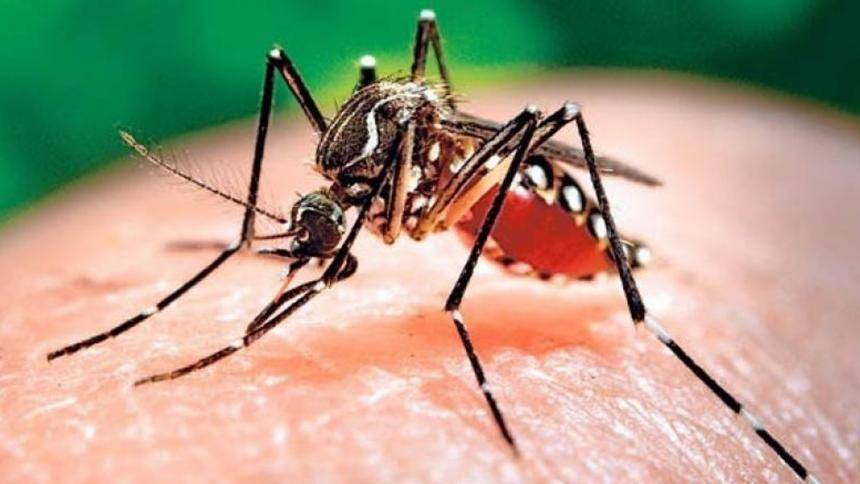 Estudian bacteria que controlaría transmisión del dengue