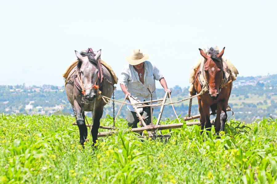 CNA advierte mayor importación de maíz por nueva ley