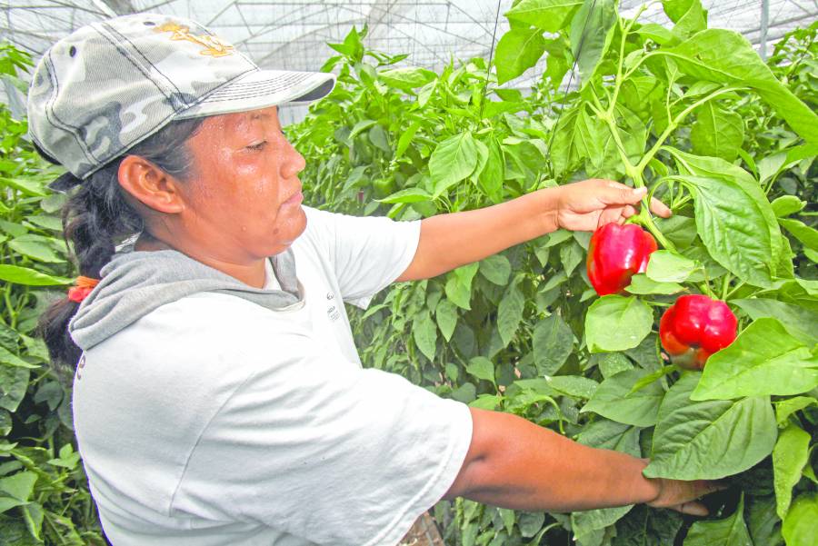 Sader publica que 15% del campo lo trabajan mujeres