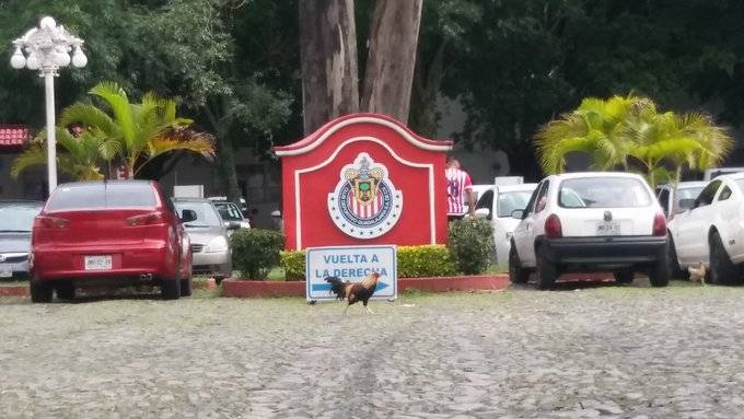 El “Gallito” Vázquez ya está en Verde Valle para firmar con Chivas