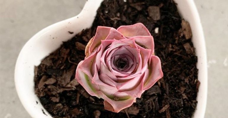 ¡Sorprendente! suculenta con forma de rosa