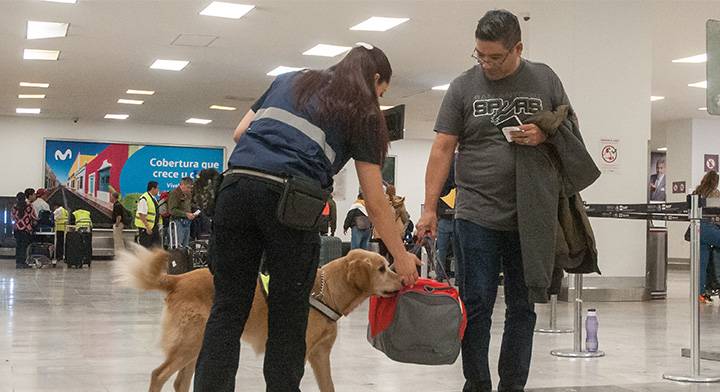 Binomios caninos frenan plagas en 3 aeropuertos 