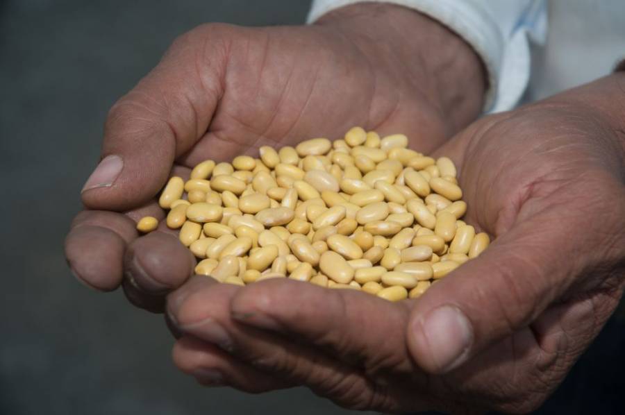 Convocan a construir nuevo modelo productivo del frijol