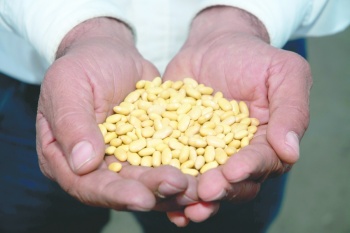 Llaman a crear un nuevo modelo productivo del frijol