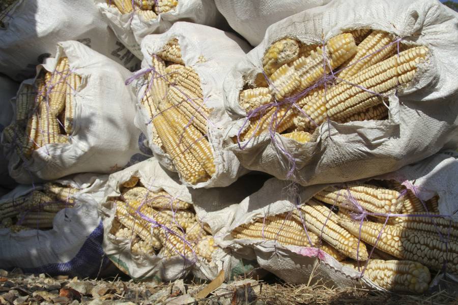 Programa MasAgro impacta a 300 mil productores y un millón de hectáreas