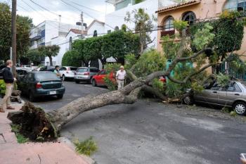 Fuertes vientos tiran al menos 20 &aacute;rboles en la CDMX