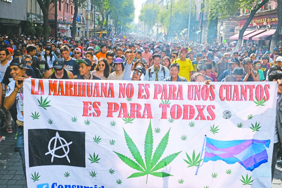 Baja decomiso de mariguana en 2019; Senado busca regularla