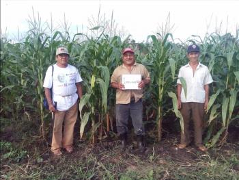 Ma&iacute;ces nativos, clave para erradicar el hambre y mejorar la nutrici&oacute;n en el pa&iacute;s: Agricultura-CIMMYT