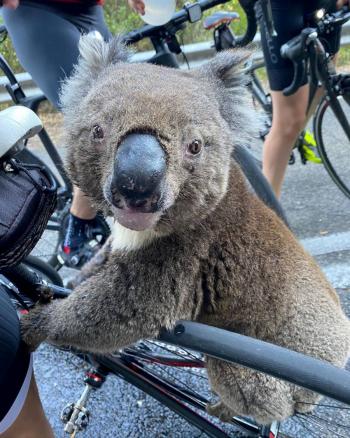 Jóvenes rescatan a grupo de koalas durante incendio en Australia
