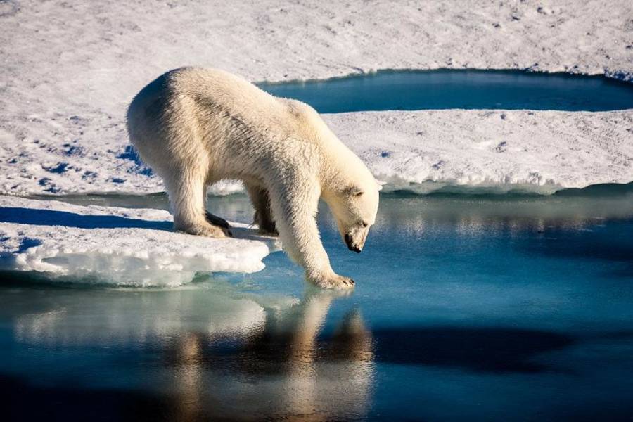 Vida en el planeta depende de medio grado de temperatura