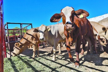 Senado busca frenar el robo de ganado en el pa&iacute;s