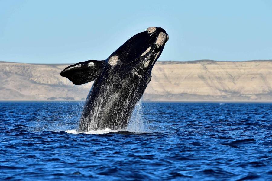 Ballenas serán vistas hasta marzo en costas de México
