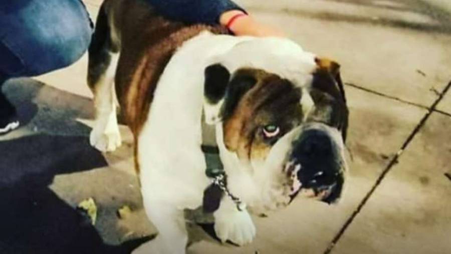 Rescatan a “Emilio”, un perro secuestrado por el que pedían 5 mil pesos
