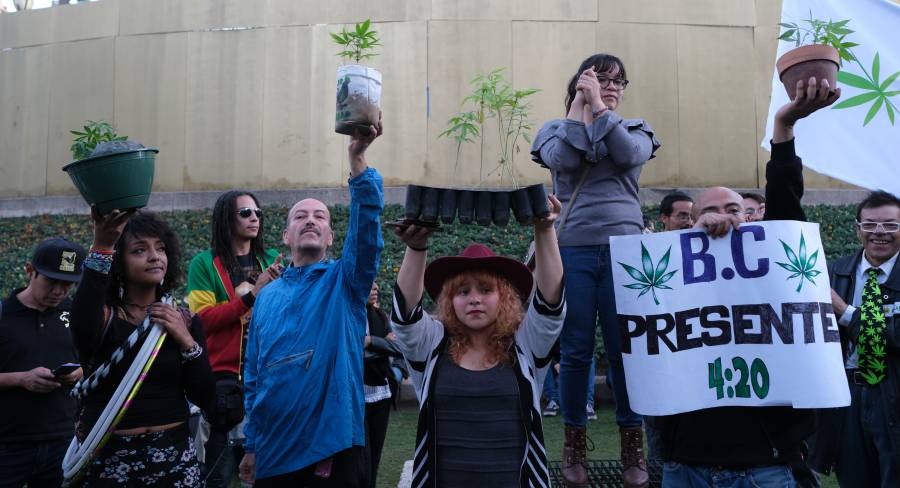 Movimiento Cannábico Nacional siembra 8 plantas de marihuana en el Ángel de la Independencia