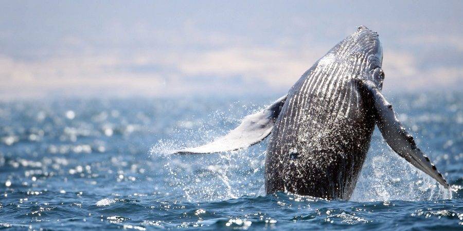52 ballenas grises, resultado del primer censo de la temporada de avistamiento