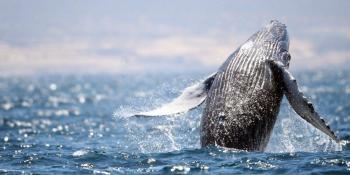 52 ballenas grises, resultado del primer censo de la temporada de avistamiento